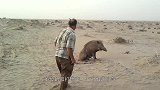 男子想抓小野猪，不料被野猪妈妈发现，结果尴尬了
