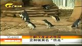 新闻夜总汇-20120417-三醉汉夜盗动物园.企鹅被莫名“拐走”
