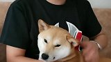 狗狗这些部位，千万不能打！