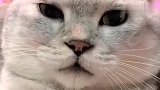 萌宠：猫咪说汉语，萌化了旁人