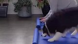 陪主人一起做瑜伽的狗狗