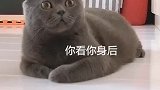 猫咪家里就我俩的时候，它就这样吓唬我