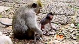 猴宝宝练习攀爬功夫，妈妈看到它累了就抱起来