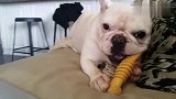 主人给斗牛犬狗狗新买的磨牙棒,狗狗玩的可开心了