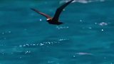 鱼也会反击了，万万没想到鸟有一天被鱼吃掉