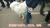 狗市：这条狗要5万，很多人围观问价