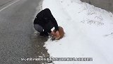 一只流浪狗在雪地里拦车，男子赶紧下车查看，结局超暖心