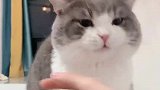 给钱也不让摸的猫猫
