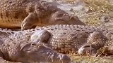 动物世界：狮子过河不小心碰到了鳄鱼