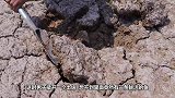 长见识了！非洲人想吃鱼直接去干旱田地挖，挖出来还活蹦乱跳！