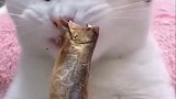 猫咪吃播这声音俺馋了