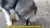 凶猛的狗狗在小乳猫面前，这么乖巧这么温顺，太有爱了