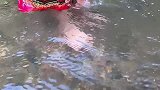 妹子在河里洗脸，不料竟然有鱼游到妹子旁边，妹子连忙喊男子来抓