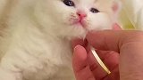 这小猫咪怎么猫里猫气的！