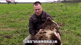 俄罗斯大熊苏尔入驻西瓜视频！家养小熊和飞行员爸爸的故事好感人