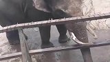 大象吸了一鼻子的水，朝隔壁的骆驼喷去