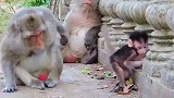 猴妈很紧张，还警告自己的好姐妹