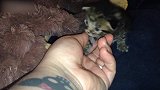 小猫咪钻进主人手掌中，开心的玩耍着，真好玩！