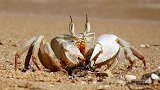 动物世界：当螃蟹遇到蟑螂与蝈蝈，会发生什么事情？