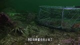 章鱼钻进渔夫的笼子，意识到中计后，接下来的反应让人惊讶！