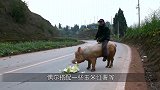 野猪贪吃，钻进牛肚子吃肉，结果穿上“牛皮大衣”脱不下来