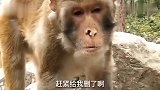 搞笑视频：第一次近距离拍猴子，居然还被打了，倒霉