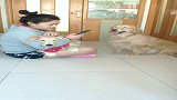 好搞笑的狗子