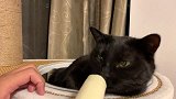 铲屎官拿雪糕引诱猫咪！猫：你走吧，不想看见你