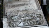 乌克兰美食节，本地炸鱼秀，腥鲜十足