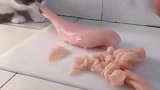 主人切肉时小奶猫来偷吃，这简直是明抢，吃货的力量真不容小觑！