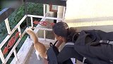 黑猫站了起来，享受着主人的抚摸，真是萌哭了！