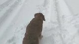 看见雪高兴的像个孩子