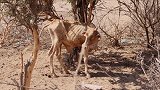 非洲雨季已晚1个多月仍未至 2000万人面临饥荒