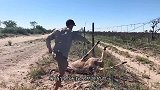 男子解救被困羚羊，获救后的羚羊突然一跃而起，镜头拍下惊险一幕