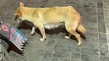 萌宠：每晚夜宵店讨吃的中华田园犬，今晚怕是最后一次了