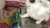铲屎官给布偶猫称体重，没想到喵星人这么蠢萌，猝不及防！