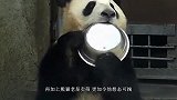 饲养员给小熊猫喂苹果，企图摸一把它的手，结果才伸手就被拒绝