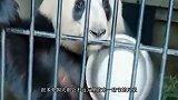 饲养员给小熊猫喂苹果，企图摸一把它的手，结果才伸手就被拒绝