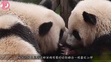 奶爸和熊猫宝宝玩躲猫猫，场面简直萌翻了，镜头记录全过程