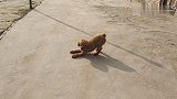小泰迪狗，看见陌生人又跳又叫，这是什么情况啊