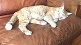 橘猫：别打扰我做梦，滚一边儿拍去！