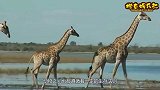 草食性动物也并非弱者，看长颈鹿如何对付六头狮子？让我震惊！