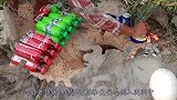 印度牛人神操作，用可乐和曼妥思抓蜥蜴，结果你猜怎么着？