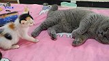 小流浪猫招惹胖公猫，两只猫前一秒还抱着互舔，转眼就大打出手