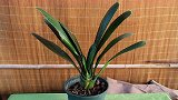 君子兰不长个也不开花，盆里加上10粒“它”，生长加速开花快