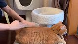 我觉得我再摸几下波比可能要起飞了！哈哈哈橘猫日常 云吸猫
