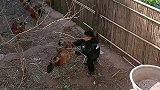 熊孩子大战老母鸡，真厉害