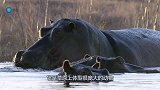 狮子包围河马，河马回头咬碎狮子头骨，镜头记录精彩瞬间