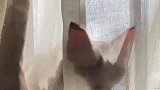 一种很新的方式喝水，还得带着面纱喝水