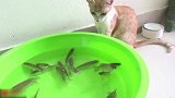 水盆里好多鱼啊，看着这小猫咪好羡慕啊，这怎么吃不到呢